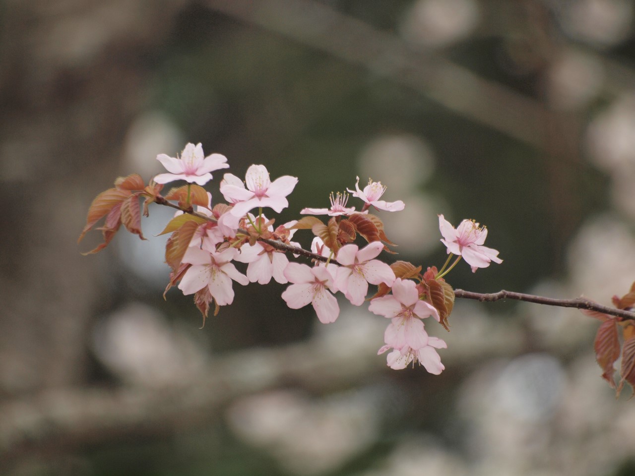 『水芭蕉と染井吉野を眺めて(湿原植物園周辺を散策して)』_d0054276_19324818.jpg