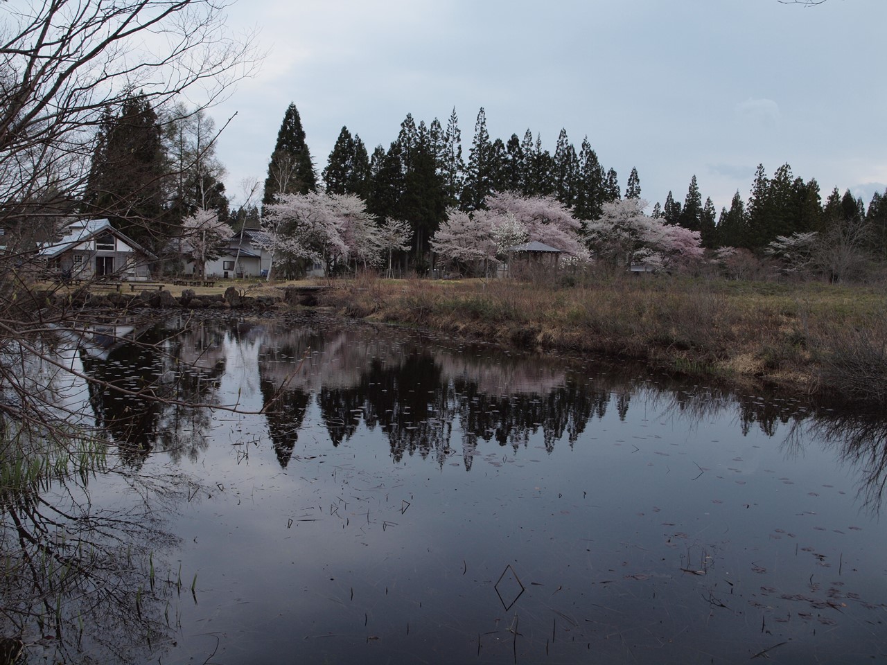 『水芭蕉と染井吉野を眺めて(湿原植物園周辺を散策して)』_d0054276_19341635.jpg