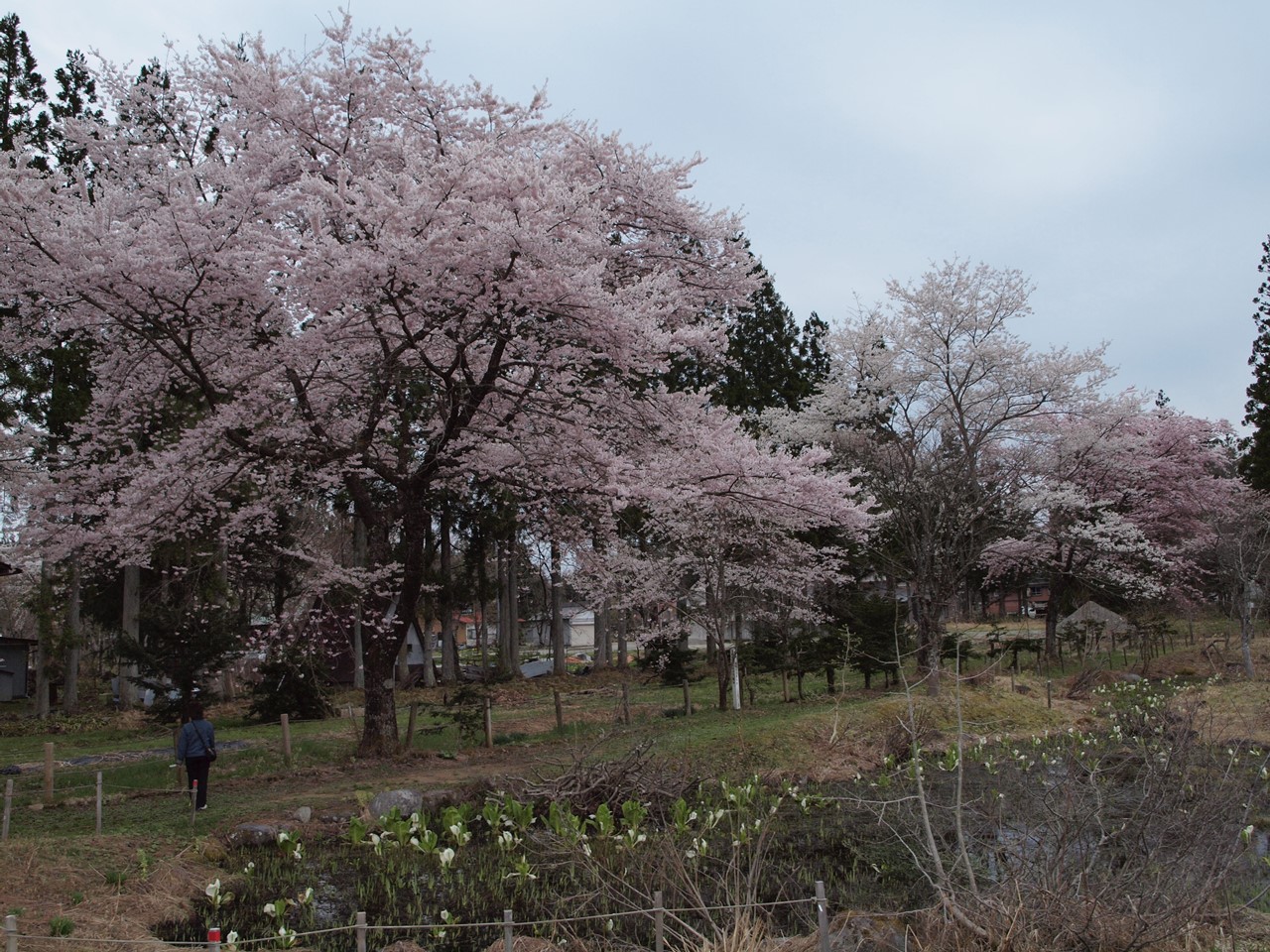 『水芭蕉と染井吉野を眺めて(湿原植物園周辺を散策して)』_d0054276_19361583.jpg