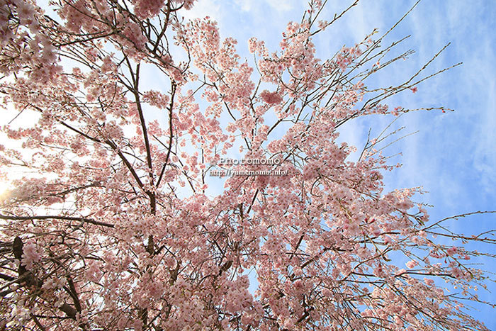 お花見-京北枝垂れ桜めぐり-2_a0318078_01591876.jpg