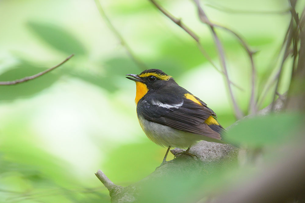 鳥枯れシーズン、早くも終了！_a0035279_2050278.jpg