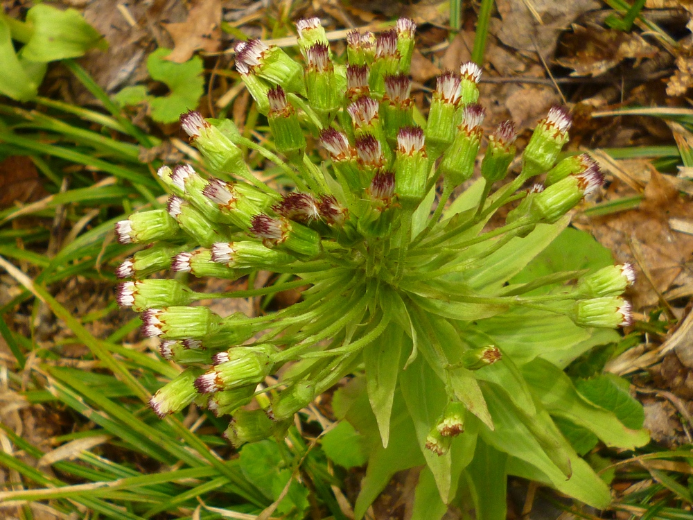 e0355083_175605.jpg