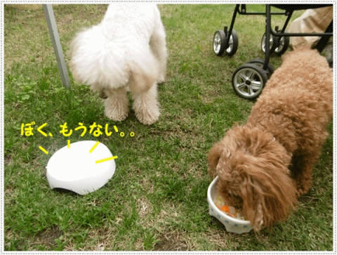 今年初めてのお庭BBQ、2わんずも美味しかったね~_b0175688_21243515.gif