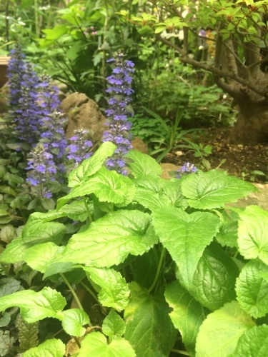 草花_a0129492_07102567.jpeg