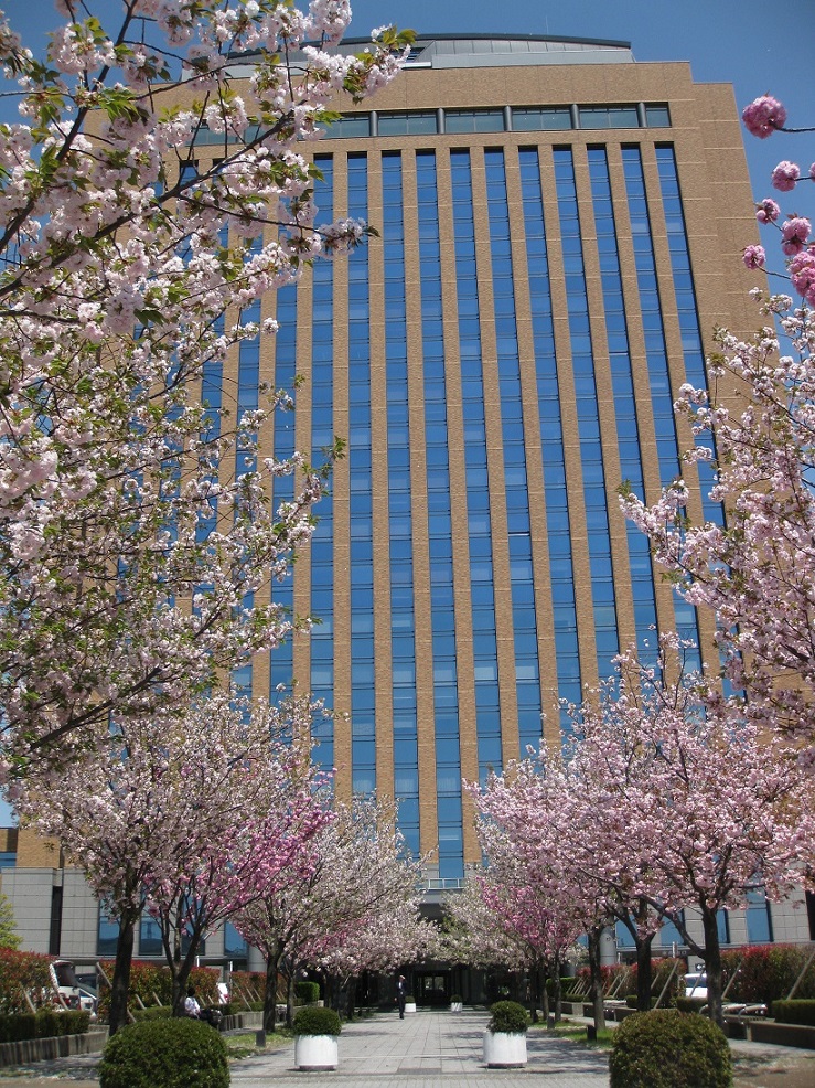 「関山」　　県庁の桜、ふたたび。_f0281398_8504664.jpg