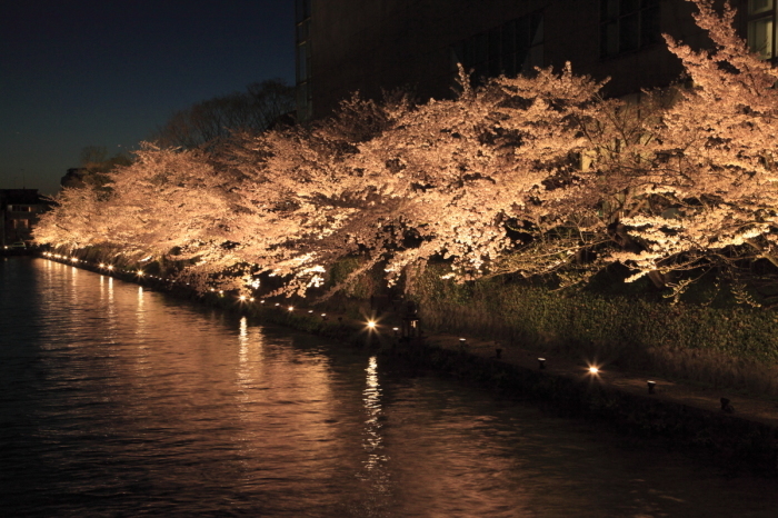 京都岡崎の桜。その７_f0328998_18592615.jpg