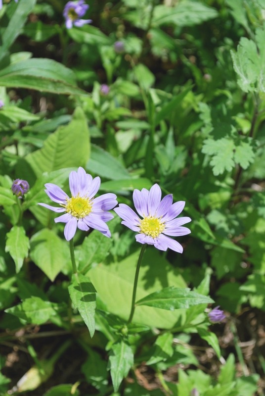 今更ながらの花々・・・_e0025300_1849113.jpg