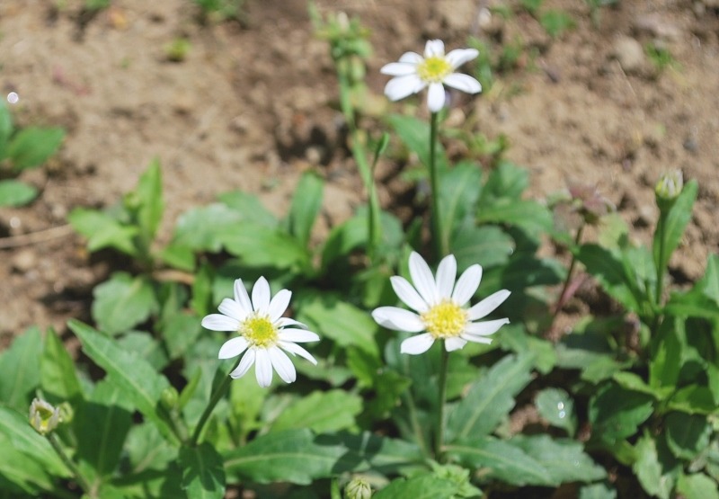 今更ながらの花々・・・_e0025300_18525851.jpg