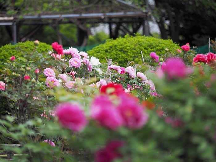 お茶屋屋敷跡ぼたん園の牡丹　2016_e0075403_19311714.jpg