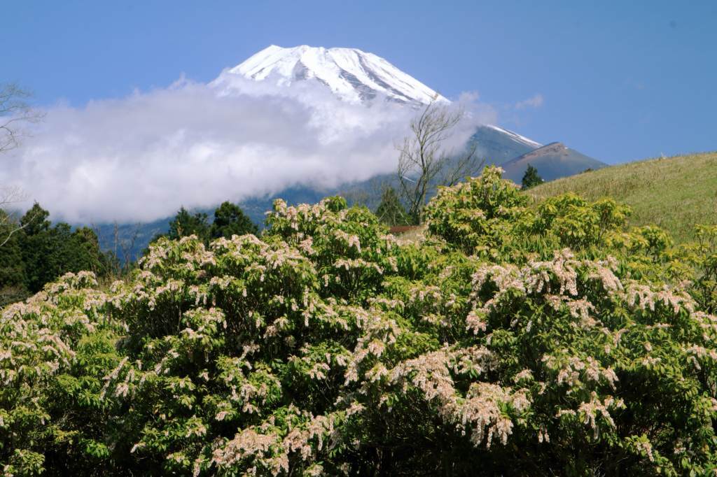 新緑のアセビと富士山 富士山大好き 写真は最高
