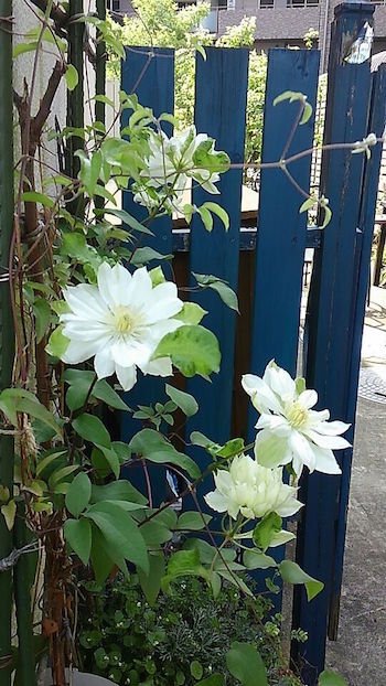 f0206605_2015145.jpg