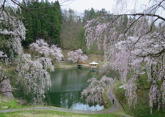 咲き競った桜から農家は田んぼの準備に入った_a0214206_10050541.jpg