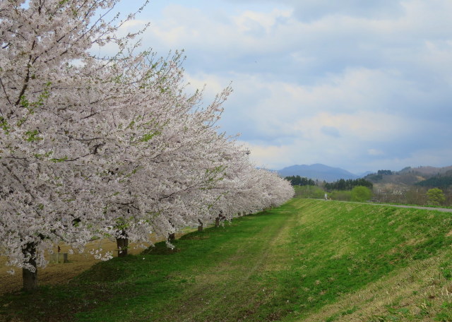 咲き競った桜から農家は田んぼの準備に入った_a0214206_10512258.jpg