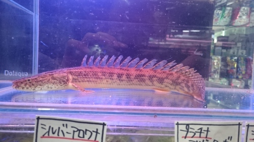 2016年熱帯魚入荷情報!Vol.07 今週木曜日からセールです!_b0141806_19152560.jpg