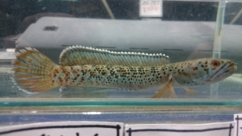 2016年熱帯魚入荷情報!Vol.07 今週木曜日からセールです!_b0141806_19365082.jpg