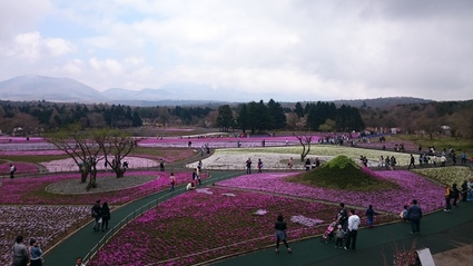 4/23 2016富士芝桜まつり@富士河口湖町_b0042308_16302859.jpg