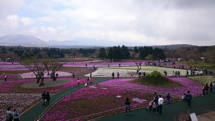 4/23　2016富士芝桜まつり@富士河口湖町_b0042308_16302859.jpg