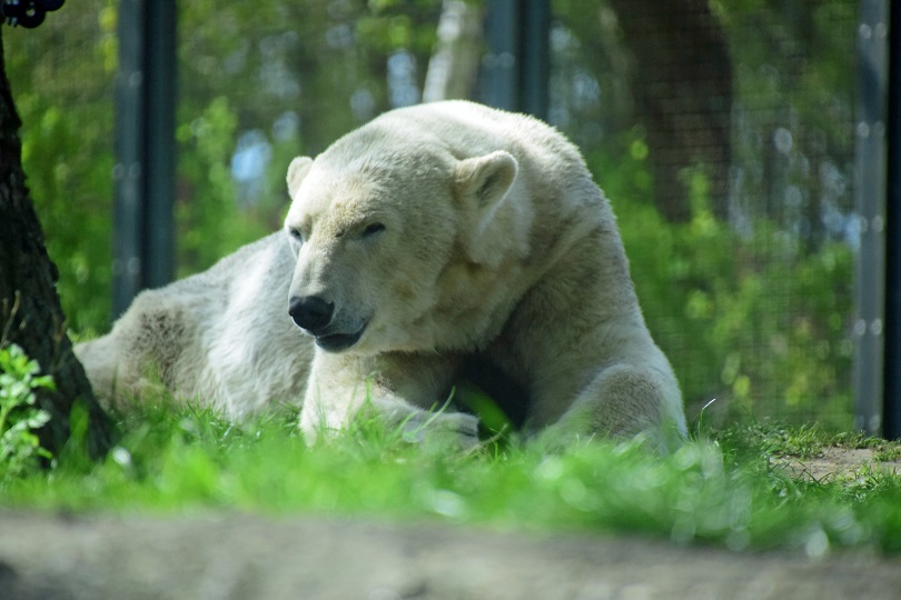 オランダ・レネン、アウヴェハンス動物園の22歳のフギースの繁殖へのさらなる挑戦_a0151913_2105782.jpg