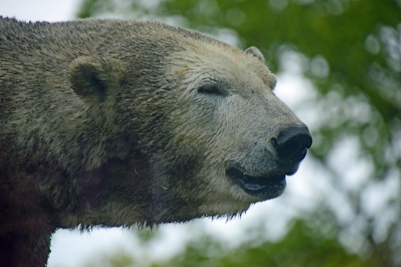 オランダ・レネン、アウヴェハンス動物園の22歳のフギースの繁殖へのさらなる挑戦_a0151913_2116725.jpg