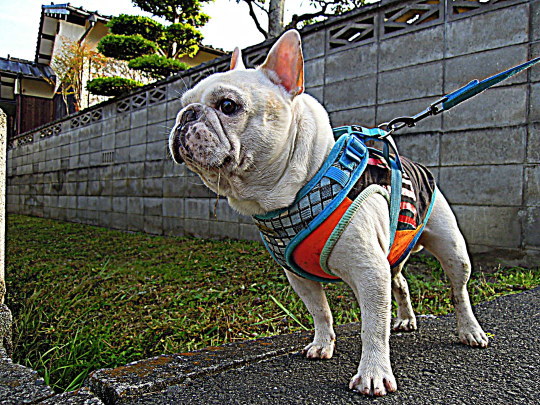 a0158613_20343675.jpg