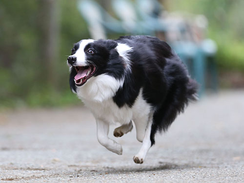 ２０１６.4 ドッグフォレスト湘南さんで飛行犬撮影会_e0196319_15182992.jpg