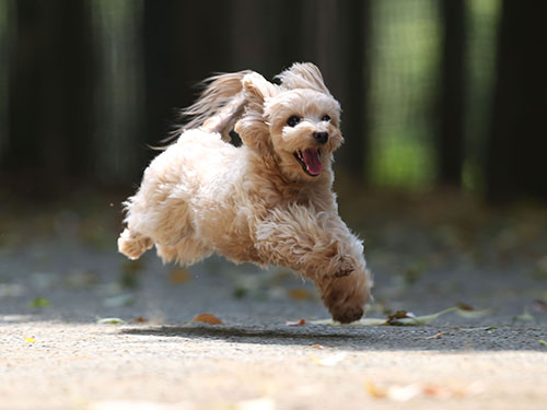 ２０１６.4 ドッグフォレスト湘南さんで飛行犬撮影会_e0196319_1520492.jpg