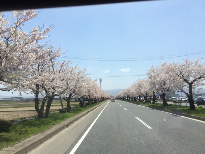 さくら国道_b0150120_1323240.jpg