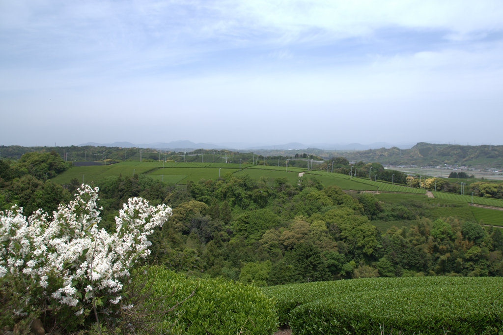 海が見える茶畑　　牧之原市　静波～萩間_d0072720_18205443.jpg