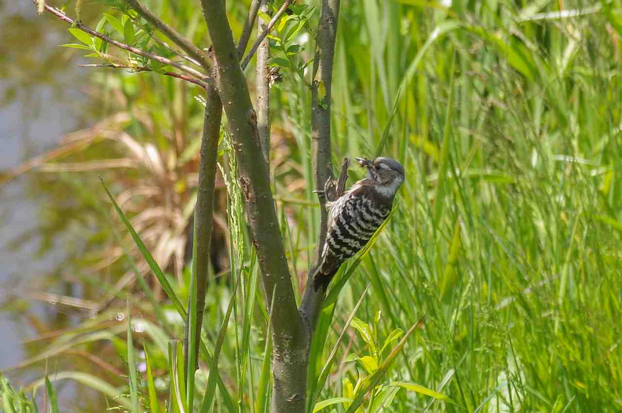 コゲラ♂、子育て中？_e0293921_21175730.jpg