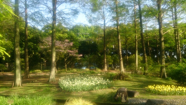 服部緑地公園の植物園。_e0248227_14183224.jpg