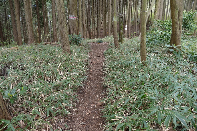 北東尾根から城山、そして高尾山へ　その４_c0196928_7252131.jpg