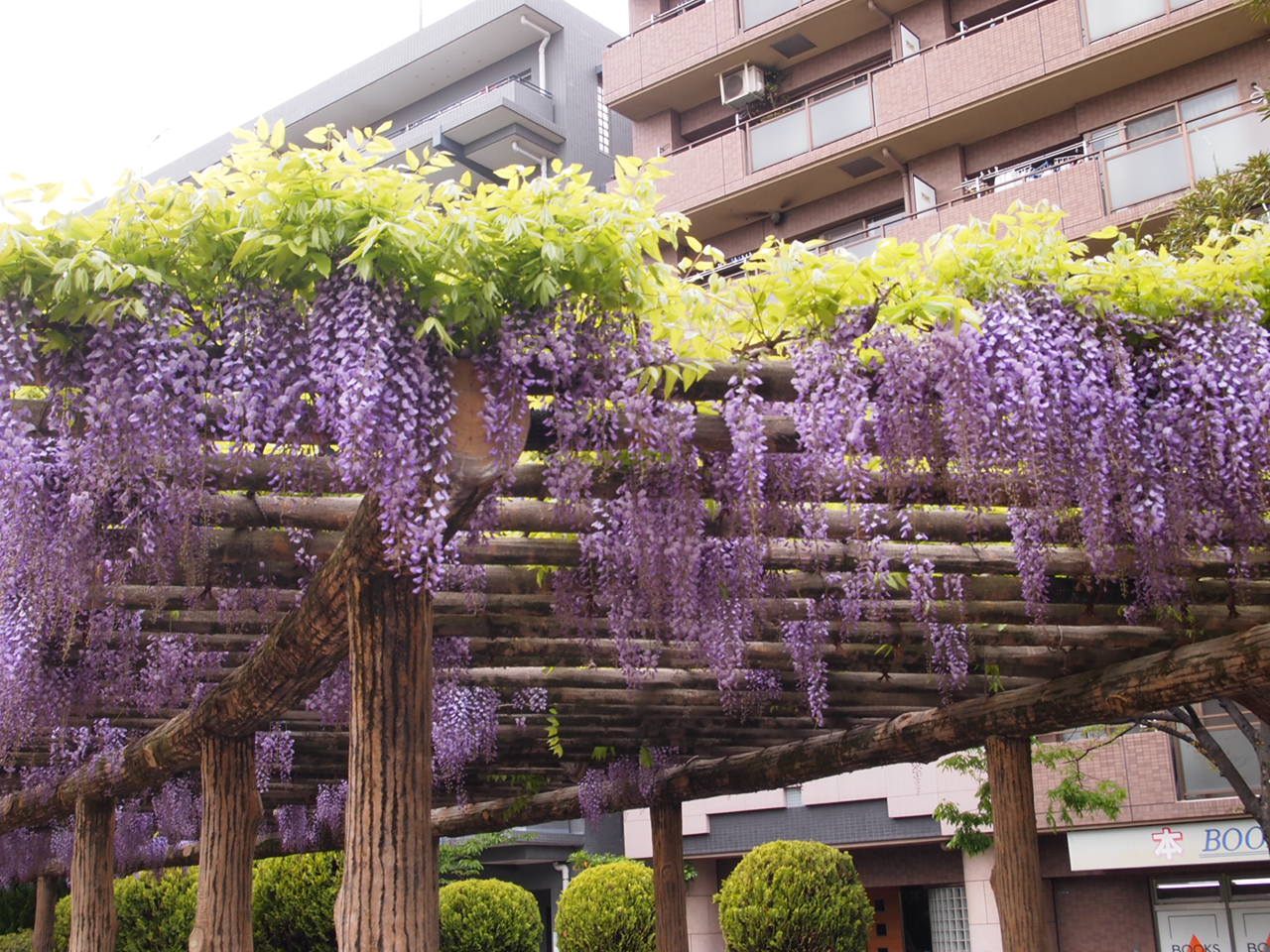 しょうぶ沼公園の”藤の花”。。_a0214329_849387.jpg