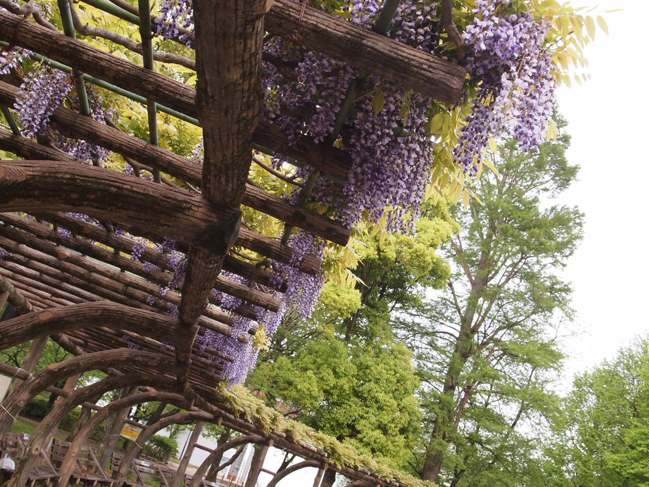 しょうぶ沼公園の”藤の花”。。_a0214329_8531883.jpg
