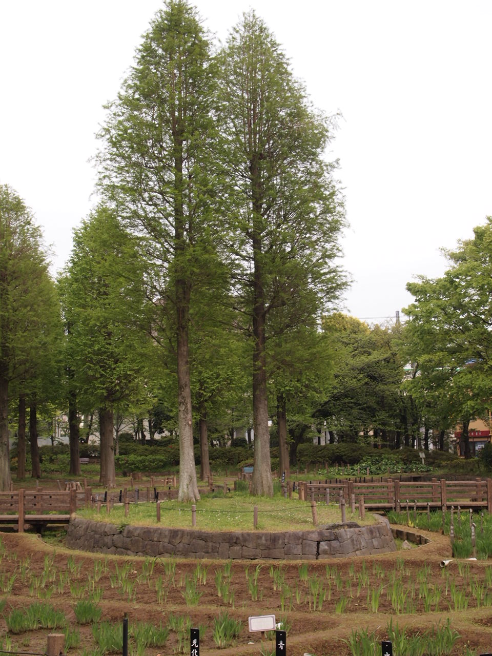 しょうぶ沼公園の”藤の花”。。_a0214329_8561367.jpg