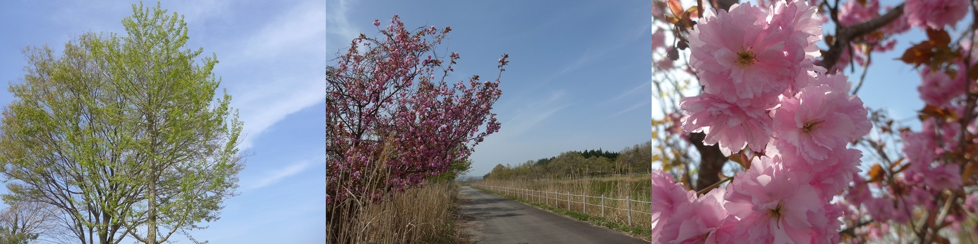 能登の新緑と山桜、日経メディカル「明日の医療の話を聞こう」_b0115629_14355266.jpg