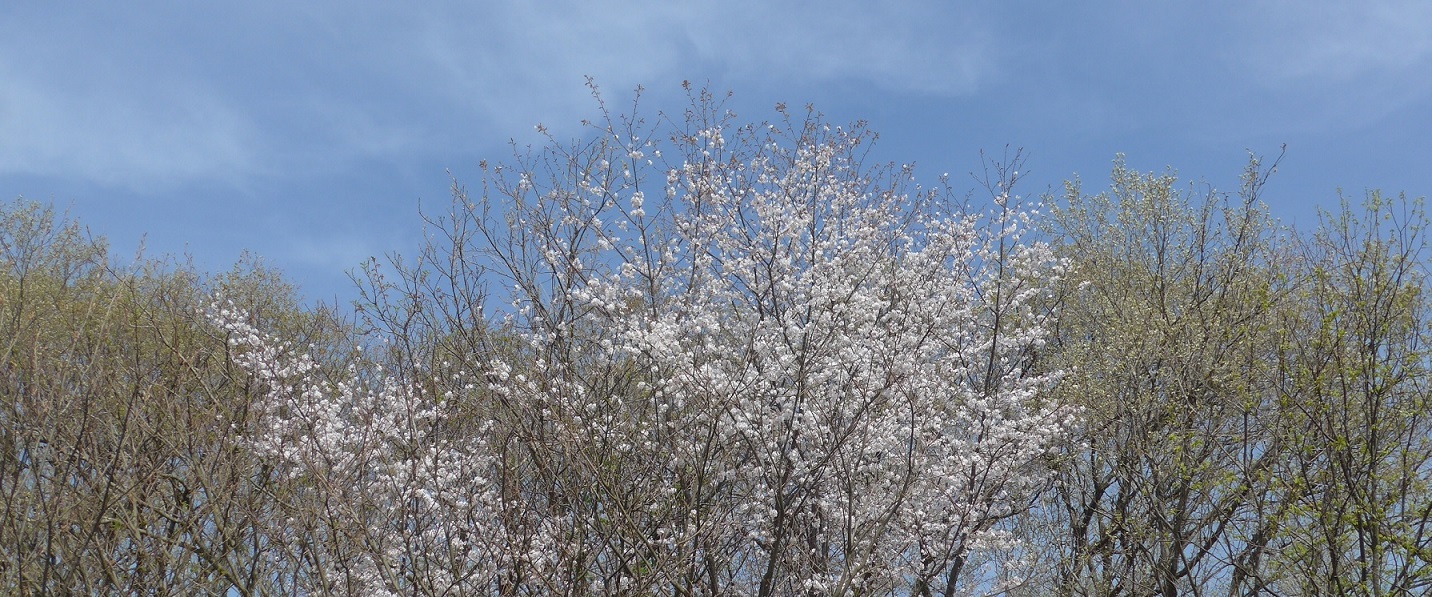 能登の新緑と山桜、日経メディカル「明日の医療の話を聞こう」_b0115629_1436392.jpg