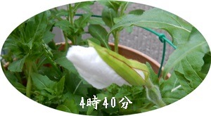 夢のお花の月見草と皇帝ﾀﾞﾘｱ_e0033229_18195719.jpg