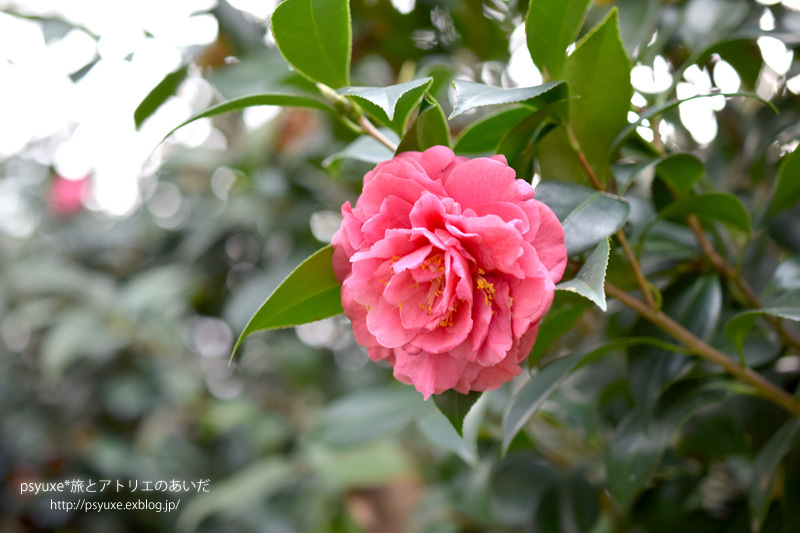 香港公園の茶具文物館へ行く_e0131432_17313215.jpg