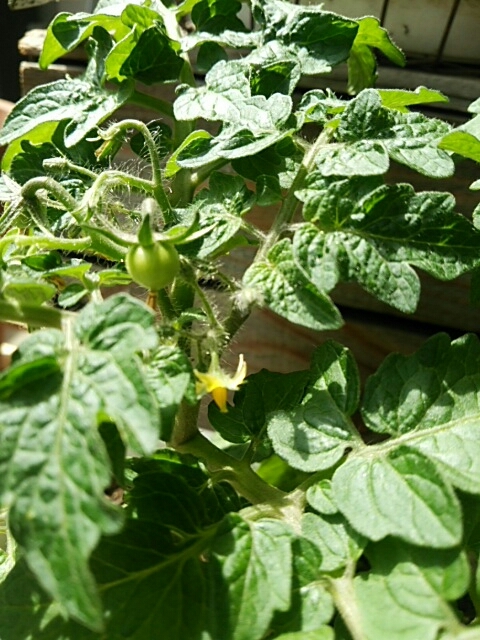 c0267235_19505881.jpg