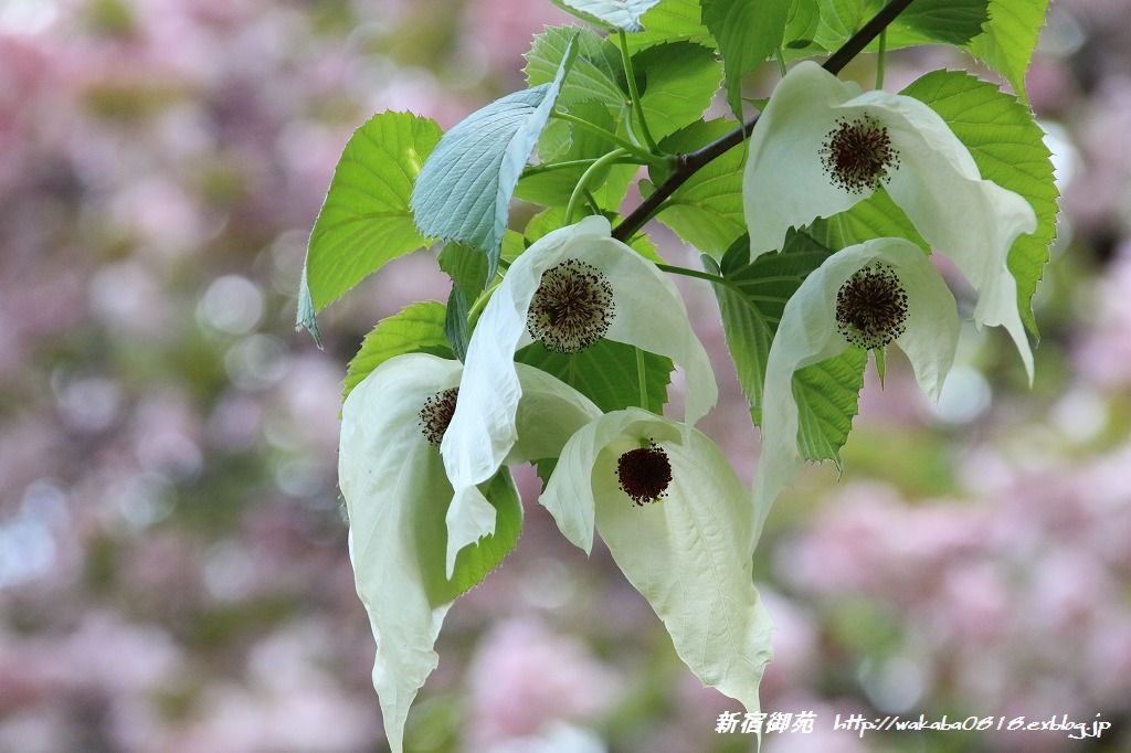 新宿御苑・・ハンカチの花やツツジなど初夏の花が綺麗！！！_e0052135_1858461.jpg