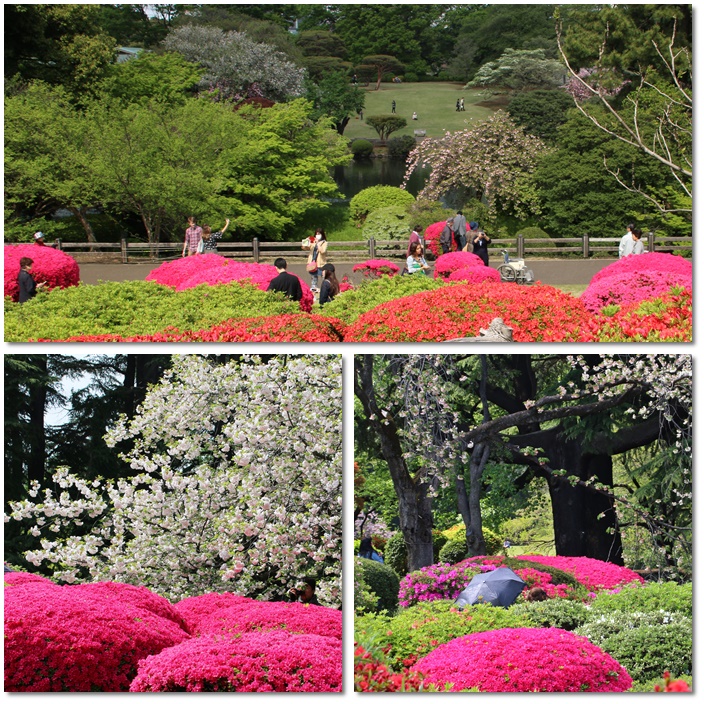 新宿御苑・・ハンカチの花やツツジなど初夏の花が綺麗！！！_e0052135_18592477.jpg