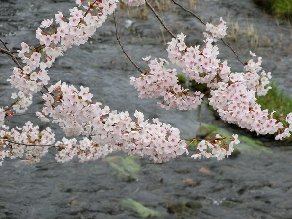 桜の道３_b0324239_20082644.jpg