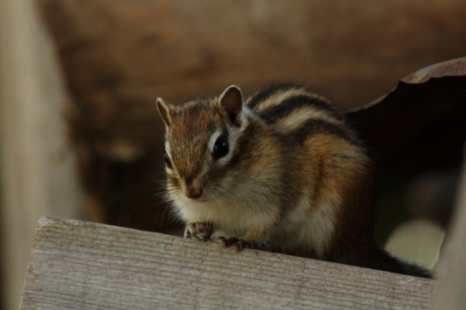 エゾシマリス_d0236741_19522158.jpg