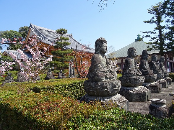 五智山・蓮華寺と上品蓮台寺の桜_b0299042_1924182.jpg