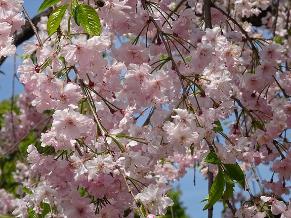 五智山・蓮華寺と上品蓮台寺の桜_b0299042_19243920.jpg