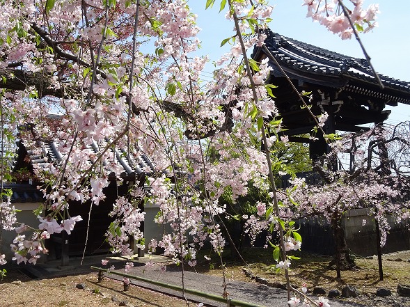 五智山・蓮華寺と上品蓮台寺の桜_b0299042_19245679.jpg