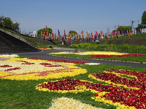 摂津市の1111匹の鯉のぼりとチューリップアート_b0299042_19323087.jpg