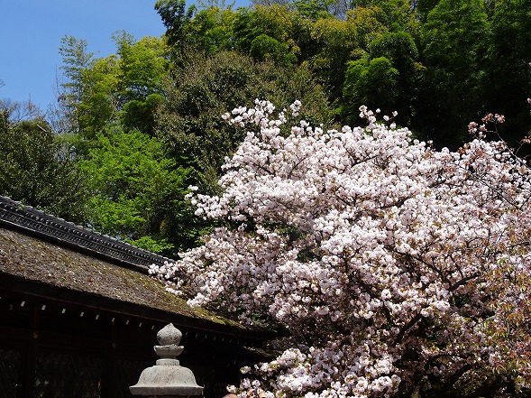 b0299042_2011936.jpg
