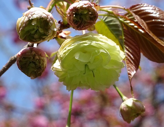 b0299042_2012682.jpg