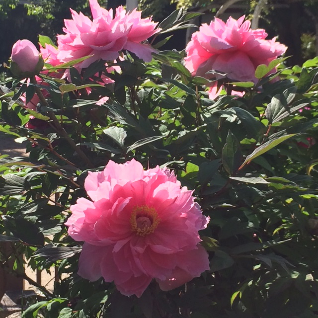 Peony_a0125045_0393116.jpg